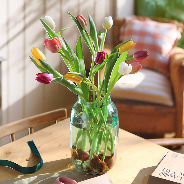 Sun-drenched glass jar holding colourful tulips rooted on their bulbs in clear water. Yellow, pink and purple blooms stretch towards the light on a wooden table, hinting at spring freshness. A Bloom & Wild box sits nearby.