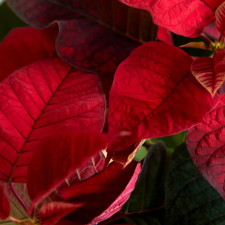 picture of poinsettia