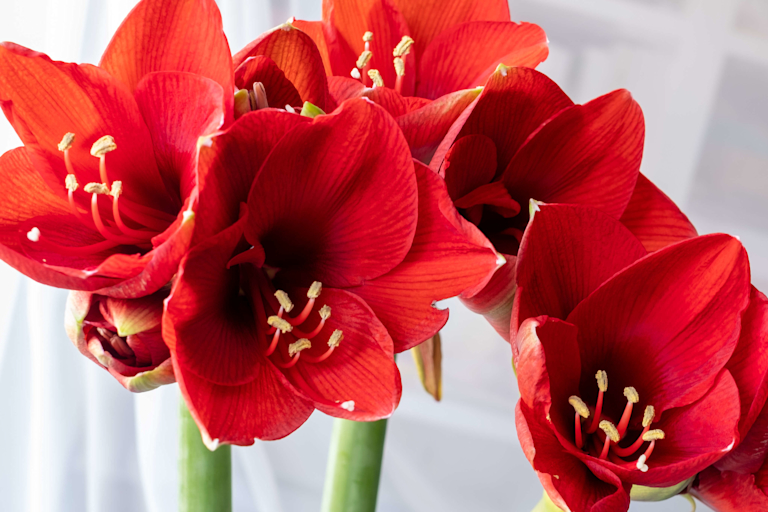 red amaryllis stem
