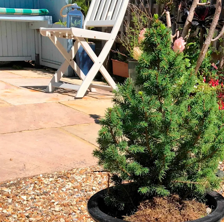 Ein eingepflanzter Mini-Weihnachtsbaum steht im Garten