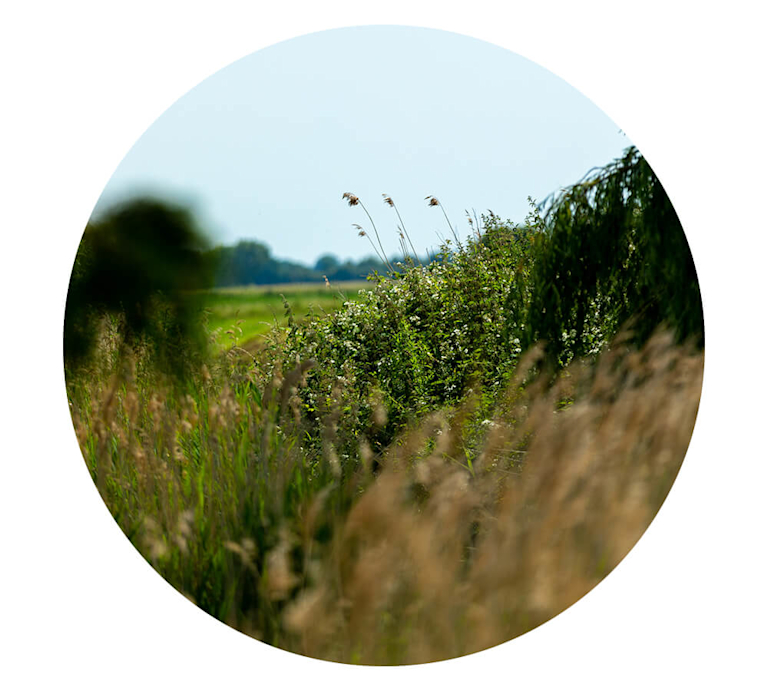 A wild British hedgerow, grasses swaying in the breeze