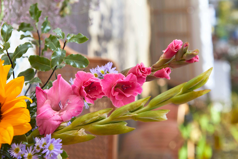 close up of pink gladioli