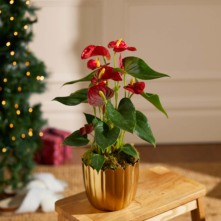 A red anthurium plant in gold pot