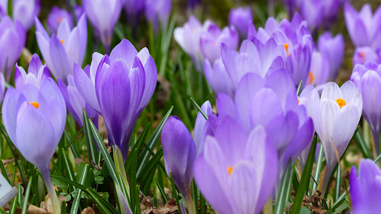 purple crocuses