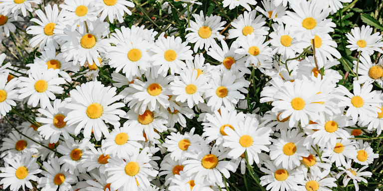 field of daisies