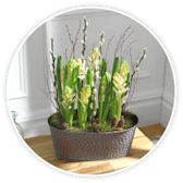 White hyacinth bulbs growing in a grey zinc planter by a window.