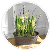 White hyacinth bulbs growing in a grey zinc planter by a window.