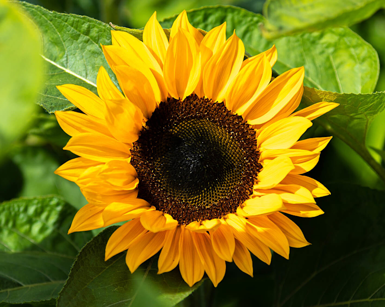 Close-up of a vibrant sunflower with sun-kissed yellow petals and a dark, velvety centre. Surrounded by lush green leaves and a small bud, it feels fresh, warm and undeniably summery.