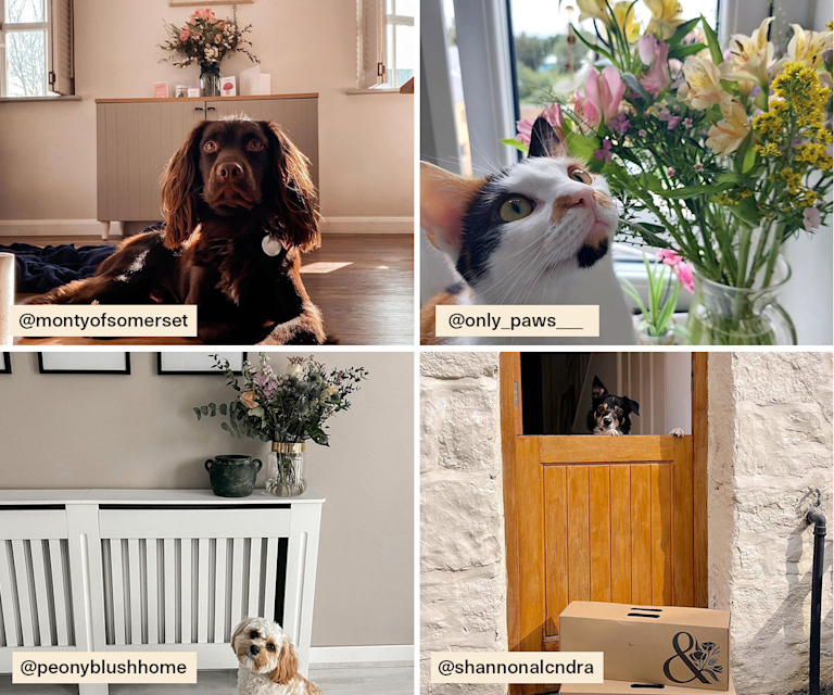 Eine Reihe an Fotos, die Katzen und Hunde neben Bloom & Wild Sträußen zeigen.