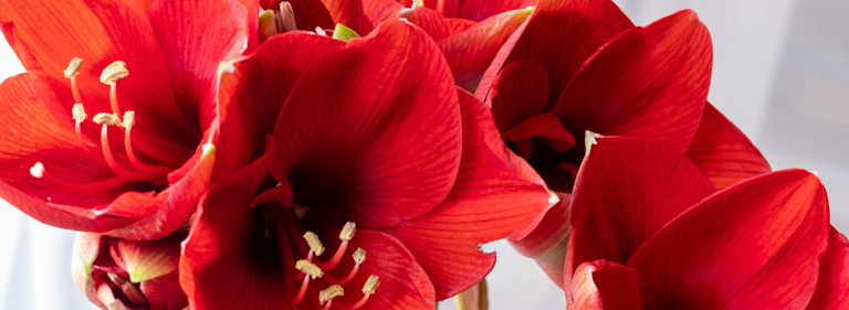 red amaryllis stem