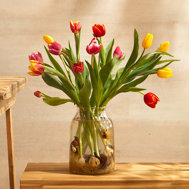 A vase of multicoloured tulips fan out in all directions. Their attached bulbs are visible through the glass vase.