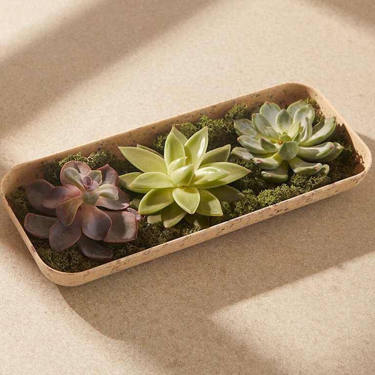 Three flat succulents sit in a beige-coloured tray on a neutral tabletop. Light from the window casts shadows on it.