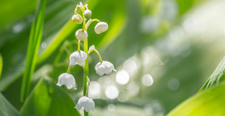 lily of the valley