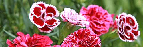 pinke nelke