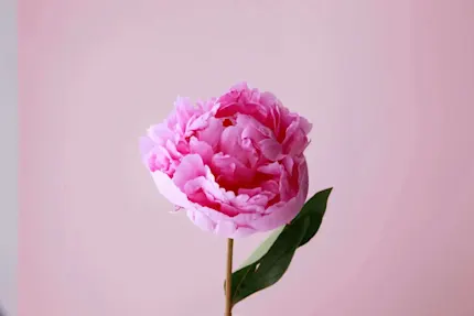 pink-peony-stem