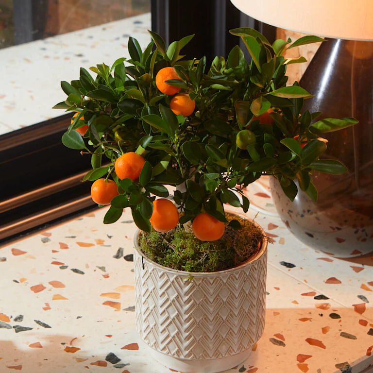 A festive orange tree in scandi pot
