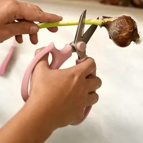 tulip head being snipped