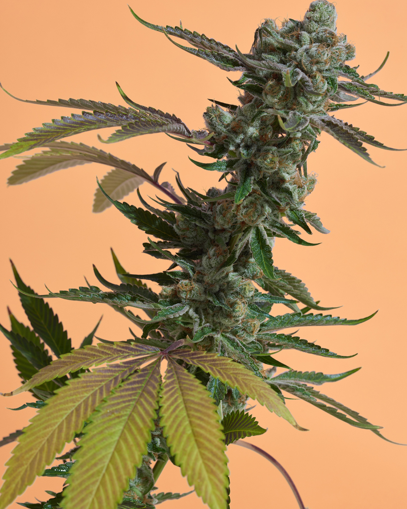 Top Pot 5