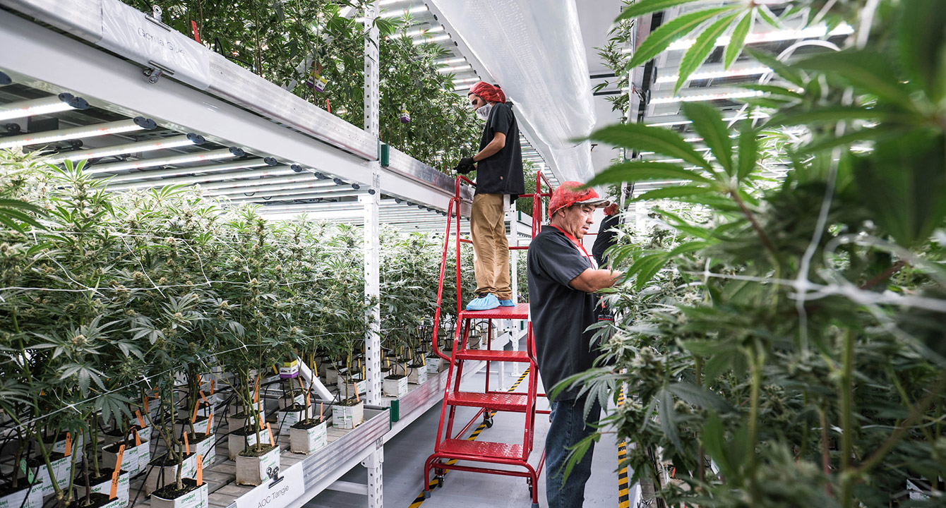 How a design revolution in canna-business is attracting new customers