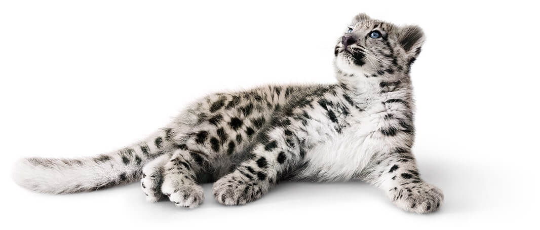 Snow leopard lying down