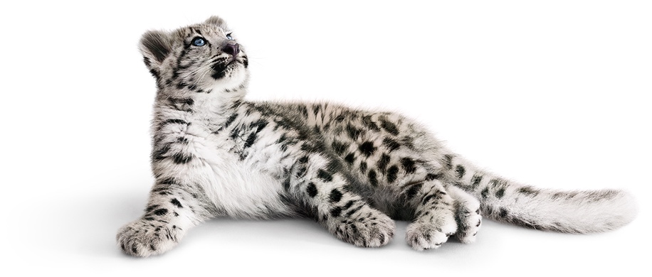 Snow leopard lying down