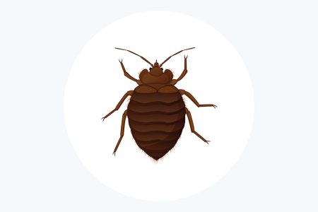 Bed bug bites: How to treat