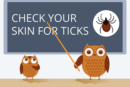 Illustration of owls at chalkboard