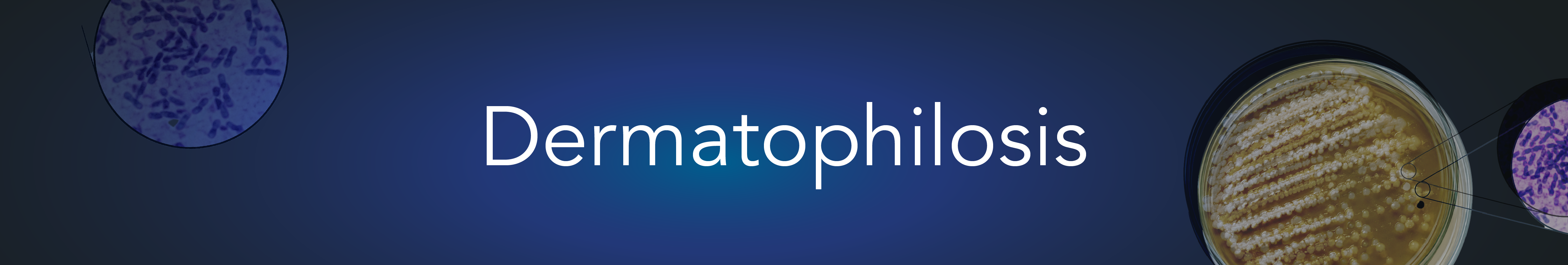 Dermatophilosis hero image