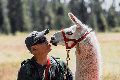 A man pretending to kiss a llama