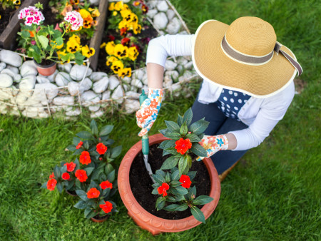 Woman planting flowers in garden pot