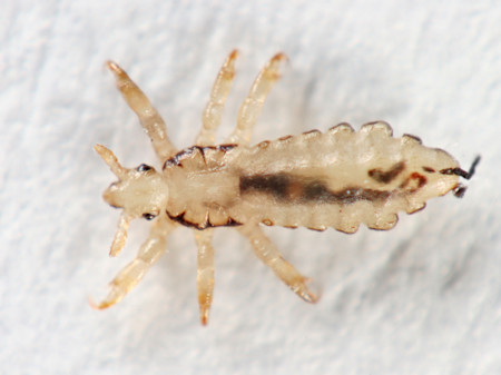Magnified picture of an adult louse.
