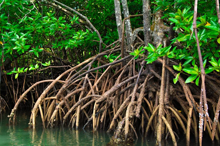 Mangroves