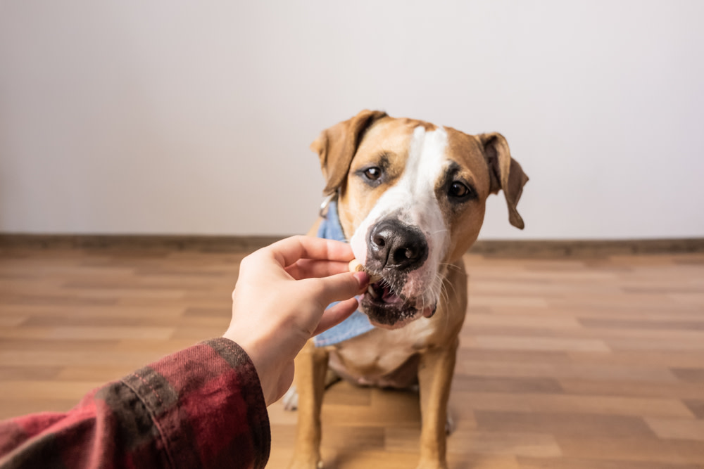 how do probiotics for dogs work