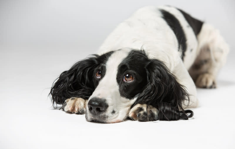 pet scams in the united states