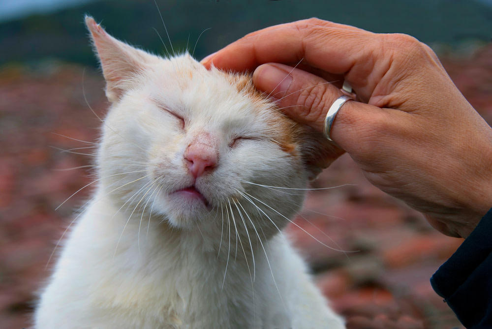 CBD Oil for Cats A Holistic Treatment
