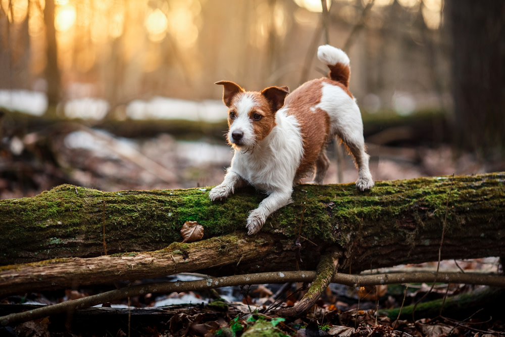 health benefits of Turkey Tail Mushrooms for dogs