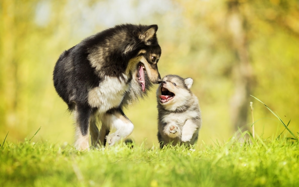 Homemade Probiotics For Dogs
