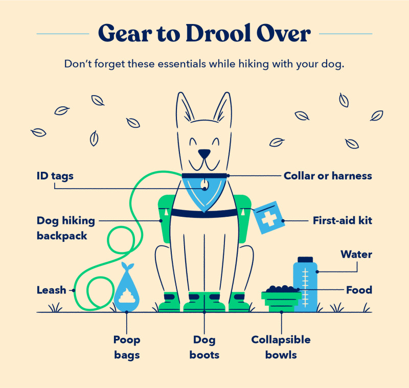 an illustration of a dog wearing a dog hiking backpack and surrounding by other dog hiking gear to pack when you go hiking with dogs