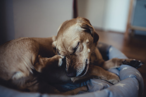 perro con alergia en la piel