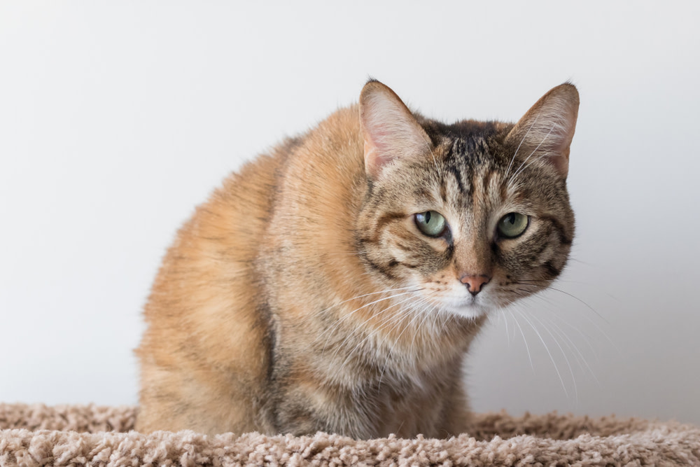 Considerations and Risks of Probiotics for Cats