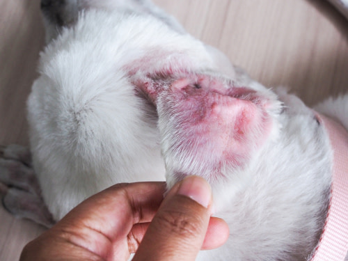 perro con otitis