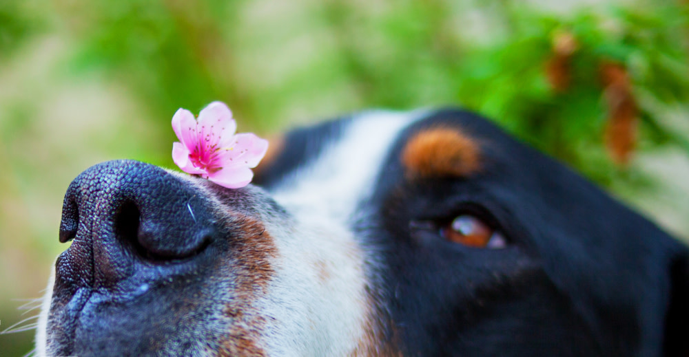 How Can Probiotics for Dogs Help Skin Allergies