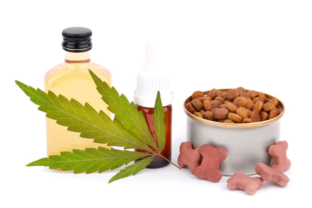 CBD Oil for Cat Seizures
