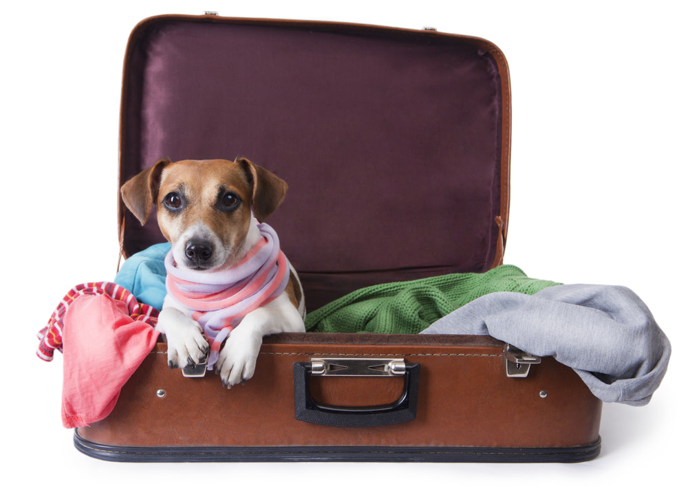 Causes of Anxiety in Dogs