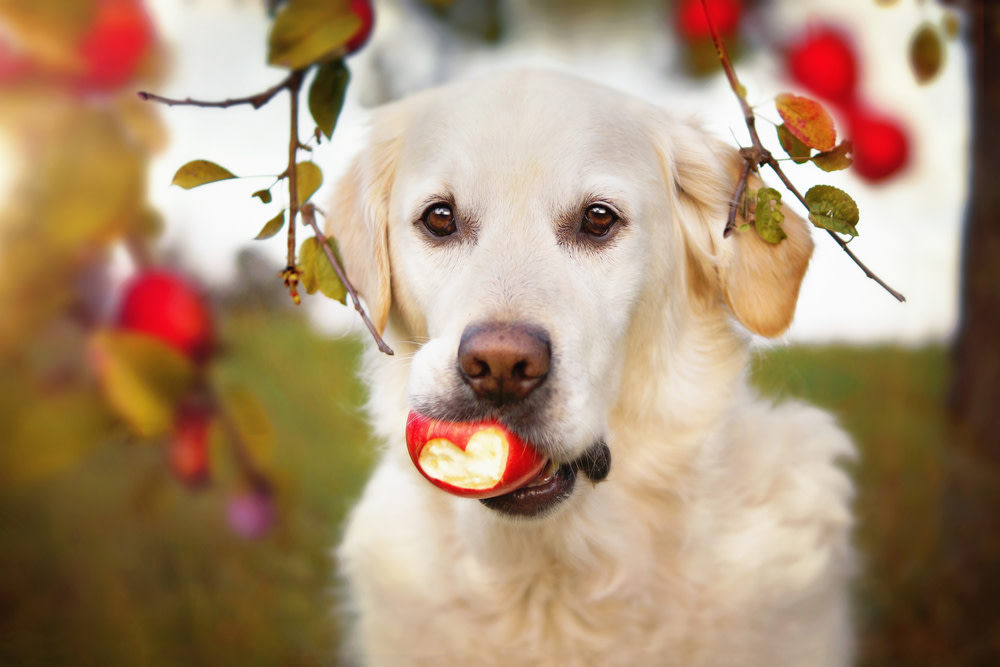 The Difference Between Probiotics for Dogs and Humans