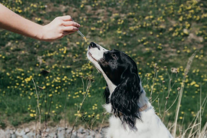 CBD oil for dog limping
