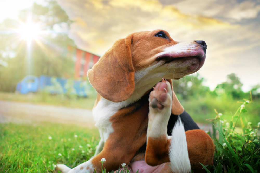 CBD Oil For Dog Allergies