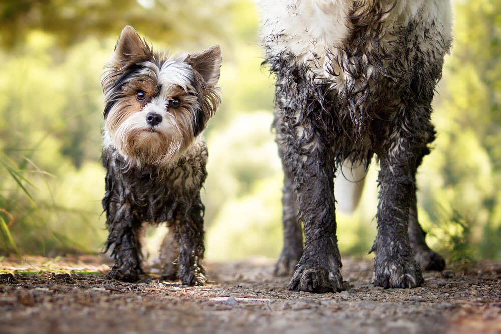 how to bathe a dog