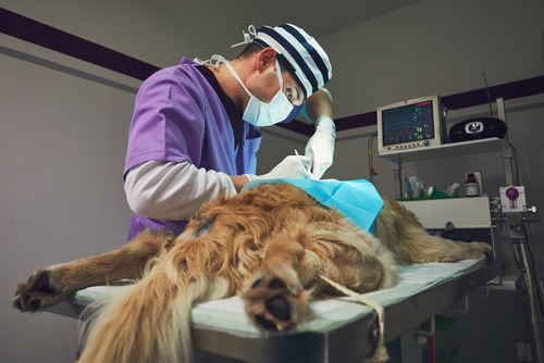 perro con tumor mastocito