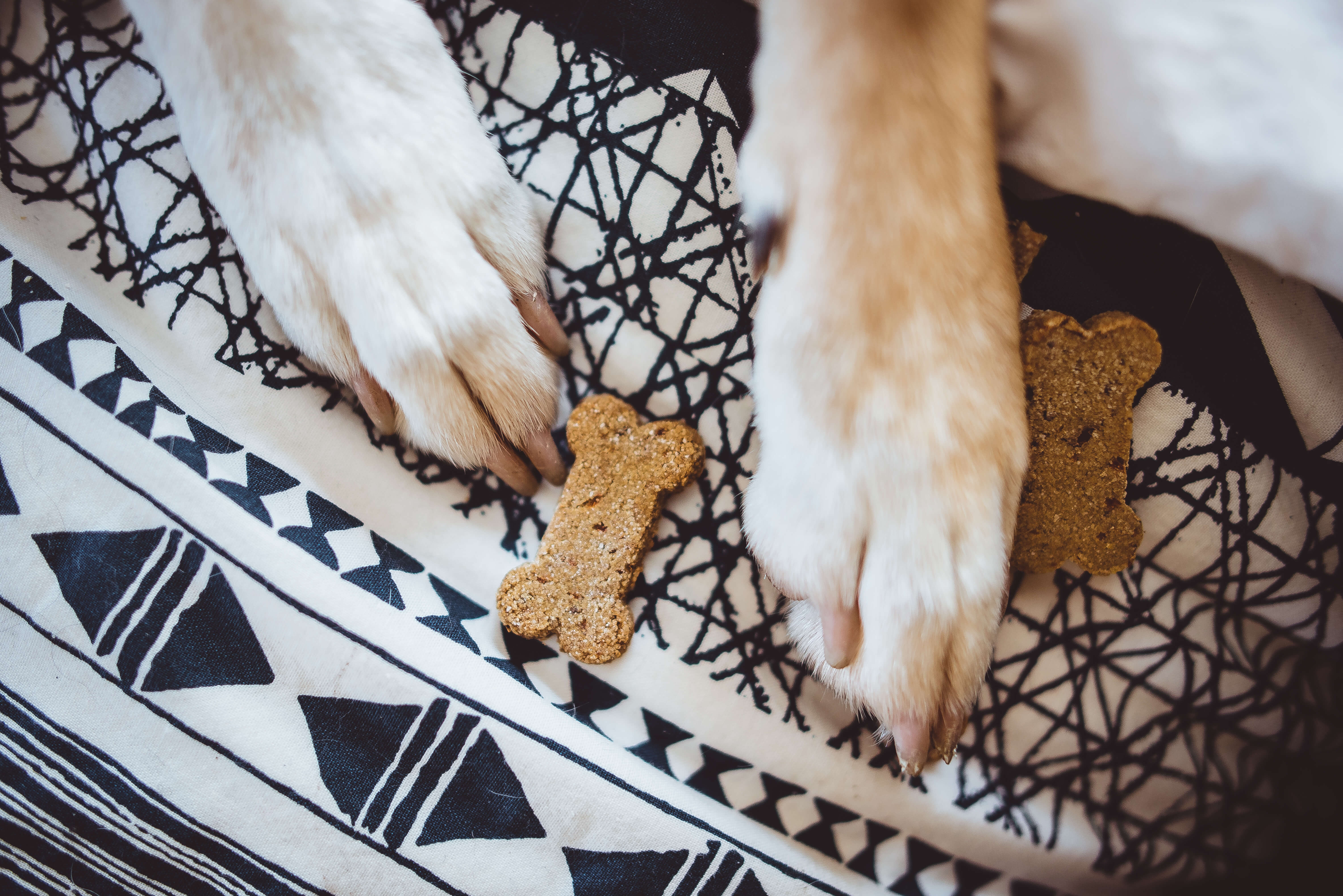 dog paws with a treat